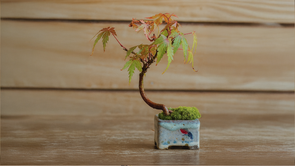 내추럴리내추럴 분재 워크샵: 단풍나무