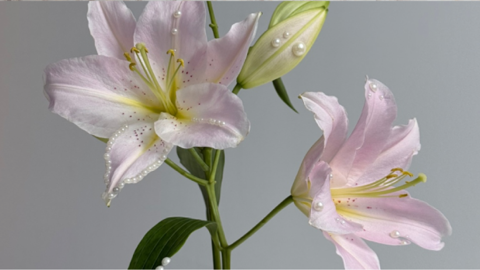 아티스트 워크샵: 백합 진주