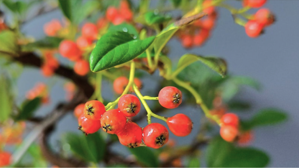 정통 분재 워크샵 : 열매나무