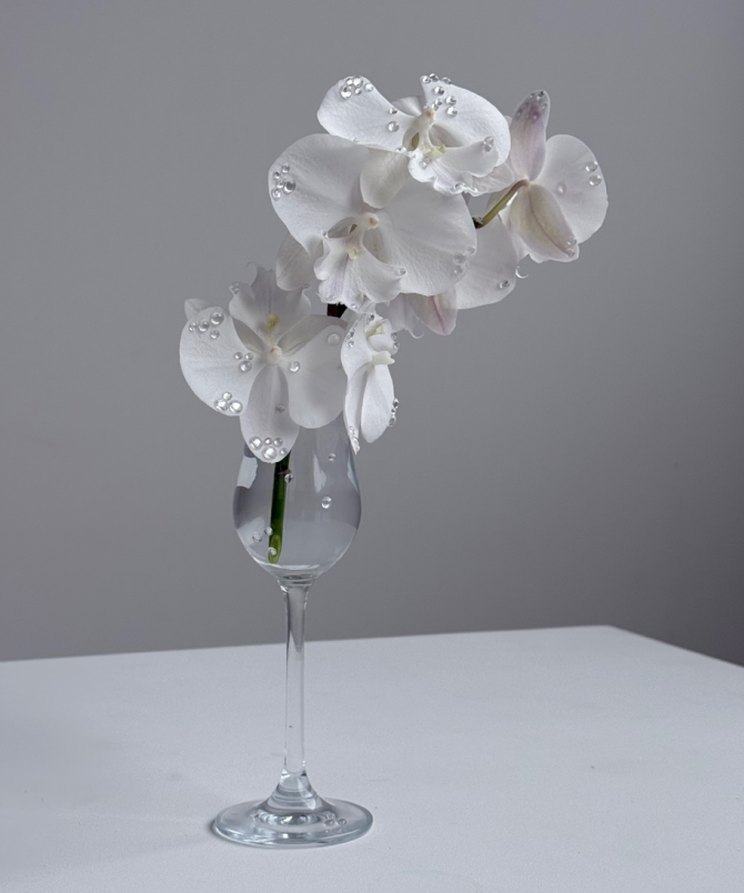 아티스트 워크샵: 호접난과 물방울