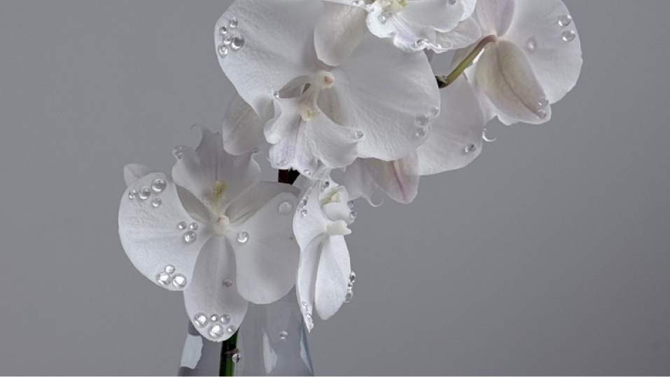 아티스트 워크샵: 호접난과 물방울